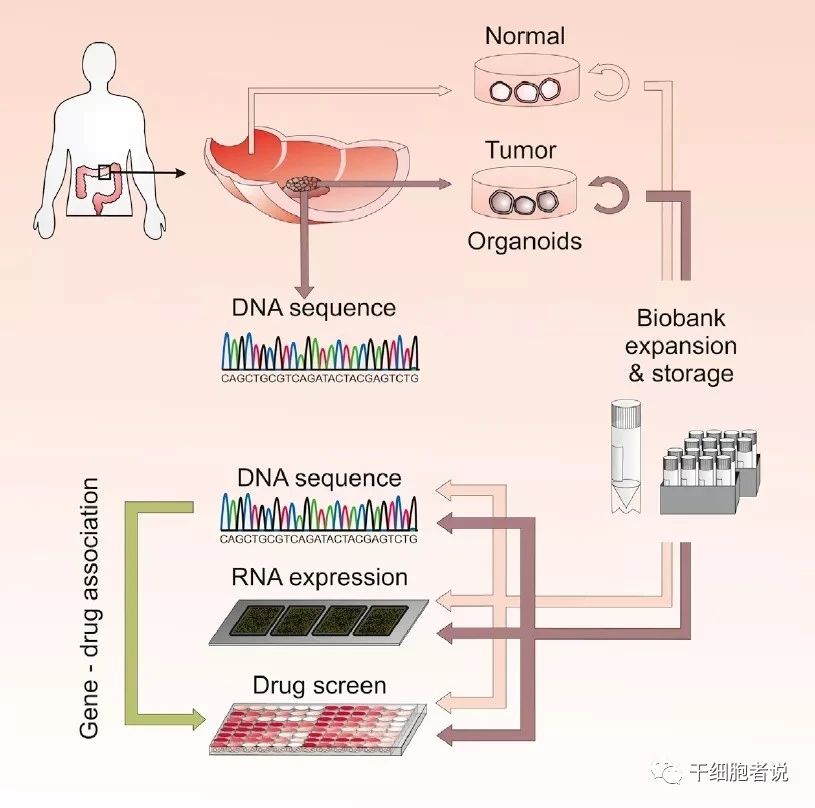类器官——研究疾病的利器，再生医学的未来(图8)