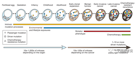 类器官——研究疾病的利器，再生医学的未来(图10)